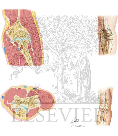 Watermarked preview of unlabeled image: Cross-Sectional Anatomy of Elbow