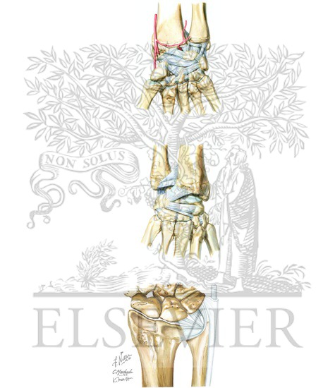 Ligaments of Wrist