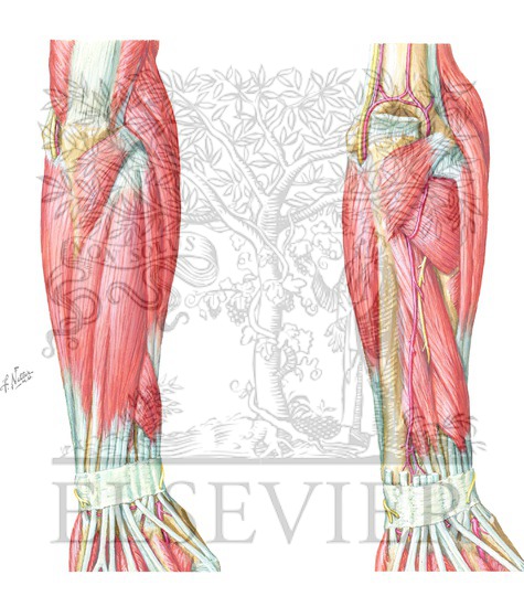 Muscles of Forearm (Superficial and Deep Layers): Posterior View