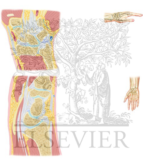 Cross-Sectional Anatomy of Wrist