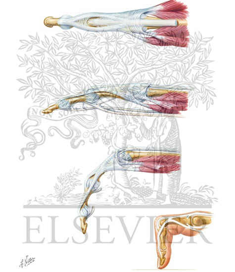 Flexor and Extensor Tendons in Fingers