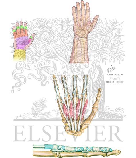 Flexor and Extensor Zones and Lumbrical Muscles