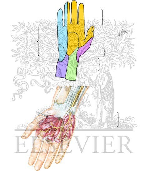 Ulnar Nerve