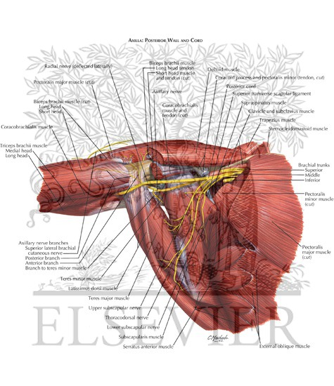 Watermarked preview of labeled image: Axilla: Posterior Wall and Cord

