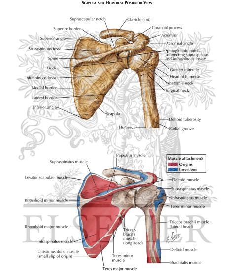 Scapula and Humerus: Posterior View 

