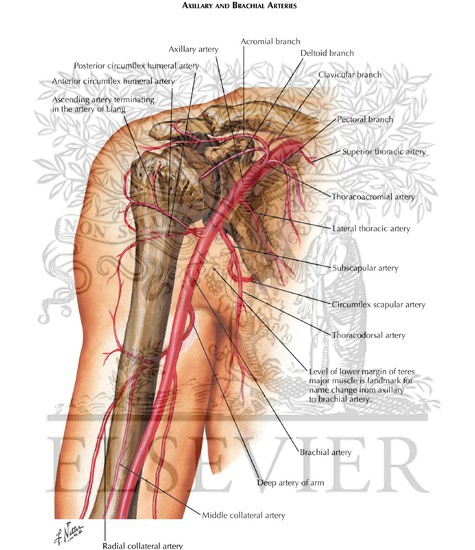 Watermarked preview of labeled image: Axillary and Brachial Arteries