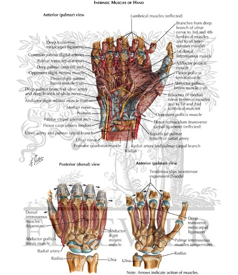 Intrinsic Muscles of Hand