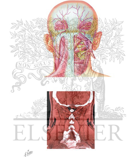 Suboccipital Triangle