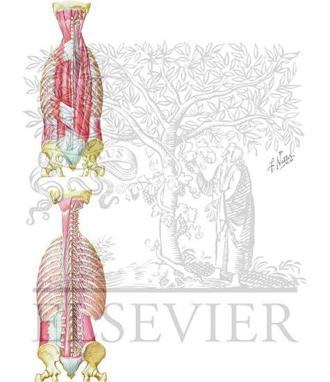 Muscles of Back: Intermediate and Deep Layers