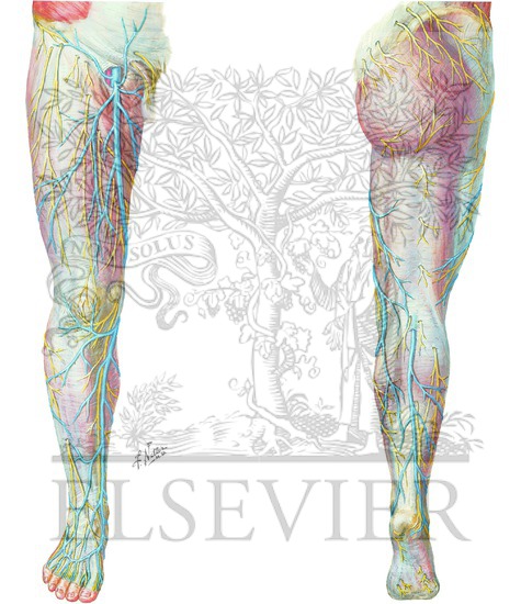 Superficial Veins and Cutaneous Nerves