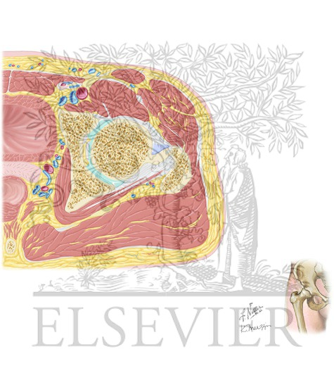 Cross-Sectional Anatomy of Hip: Axial View