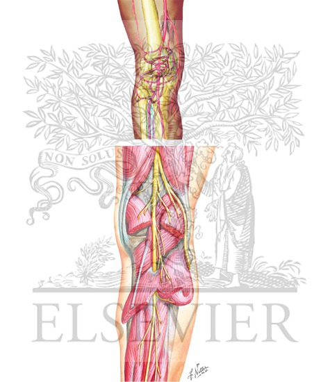Arteries and Nerves of Knee