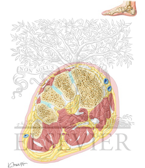 Cross-Sectional Anatomy of Ankle and Foot (Continued)