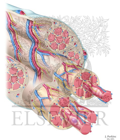 Intrinsic Bloody and Nerve Supply of Skeletal Muscle