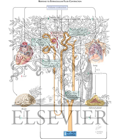 Watermarked preview of labeled image: Renal Handling of Sodium and Chloride: Response to Extracellular Fluid Contraction