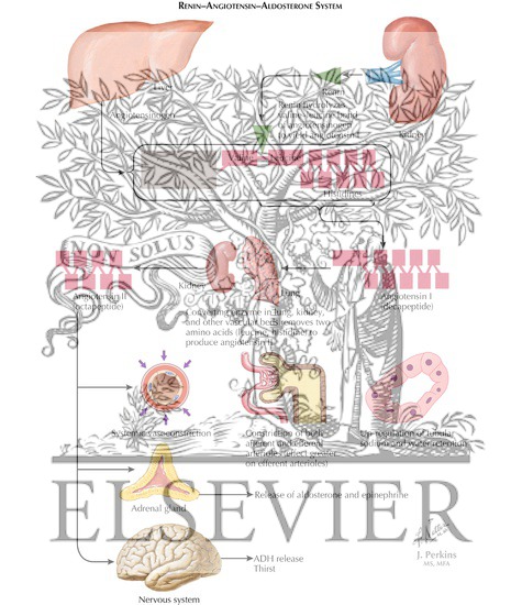 Watermarked preview of labeled image: Tubuloglomerular Feedback and Renin-Angiotensin-Aldosterone System