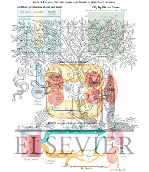 Watermarked preview of labeled image: Acid-Base Balance: Roles of Chemical Buffers, Lungs, and Kidneys in Acid-Base Handling