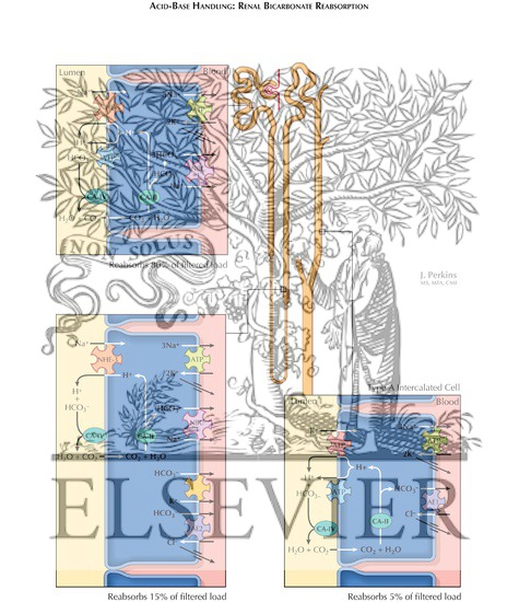 Watermarked preview of labeled image: Acid-Base Balance: Renal Bicarbonate Reabsorption