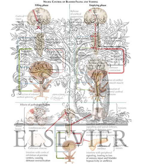 Watermarked preview of labeled image: Voiding Dysfunction: Neural Control of Bladder Function and Effects of Pathologic Lesions
