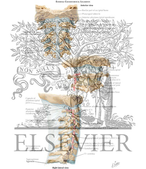 Watermarked preview of labeled image: External Craniocervical Ligaments