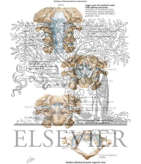 Watermarked preview of labeled image: Internal Craniocervical Ligaments