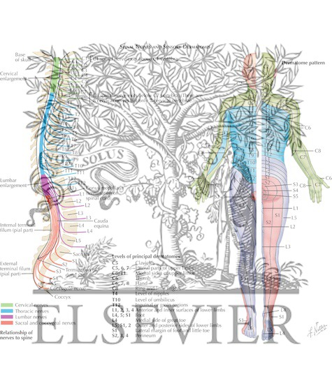 Spinal Nerves and Sensory Dermatomes
