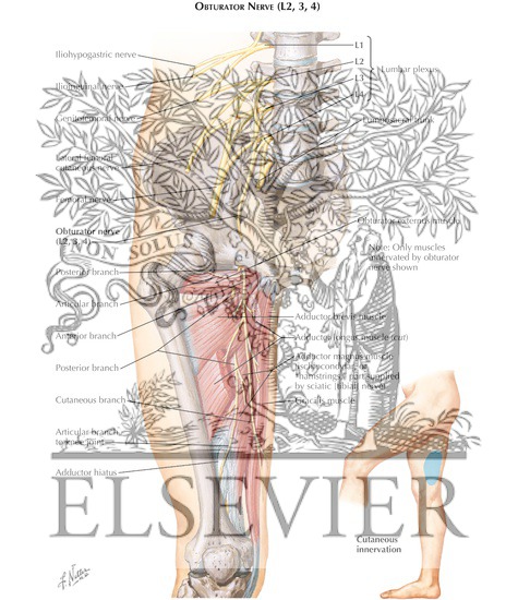 Obturator Nerve
