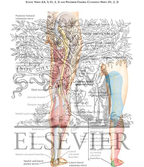 Sciatic Nerve (L4, L5; S1, S2, S3) and Posterior Femoral Cutaneous Nerve (S1, S2, S3)
Sciatic Nerve and Posterior Cutaneous Nerve of Thigh
