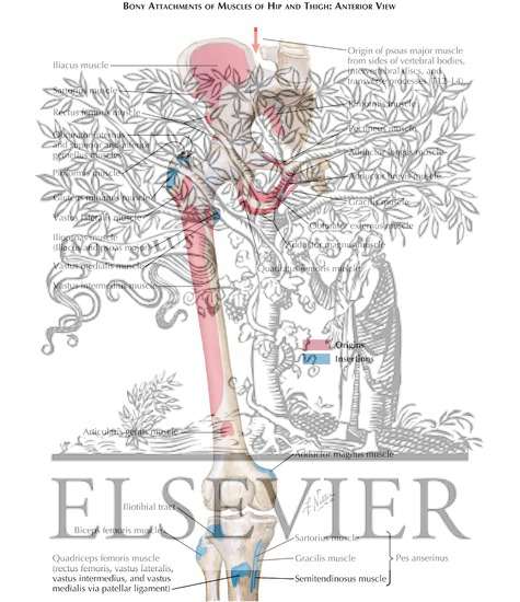 Bony Attachments of Muscles of Hip and Thigh: Anterior View