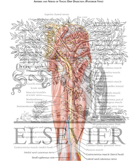 Watermarked preview of labeled image: Arteries and Nerves of Thigh: Deep Dissection (posterior view)
Arteries and Nerves of Thigh: Posterior View