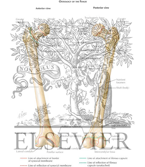 Watermarked preview of labeled image: Osteology of the Femur