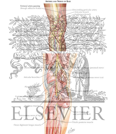 Arteries and Nerves of Knee