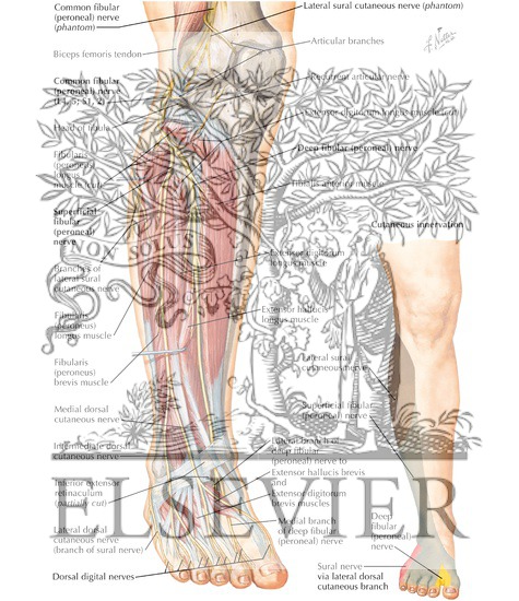 Common Peroneal Nerve (L4, L5; S1, S2)
Common Fibular (Peroneal) Nerve