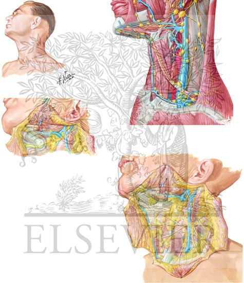 Watermarked preview of unlabeled image: Patient Positioning and Anatomy in Neck Dissection