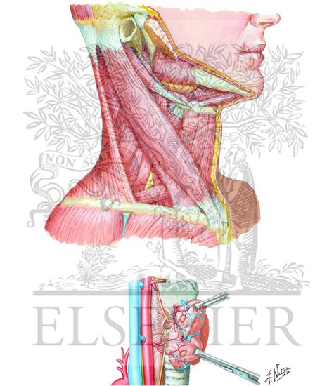 Surgical Anatomy for Thyroidectomy and Parathyroidectomy