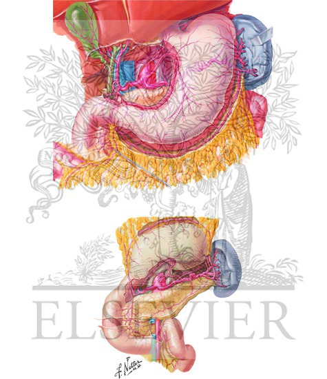 Anatomy of the Lesser Curve, Second Portion of the Duodenum, and Gastrohepatic Ligament (Stomach is Rotated Cephalad)