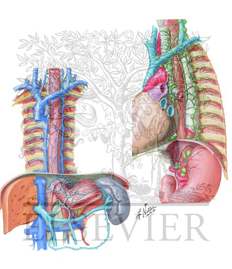 Modified McKeown Esophagectomy: Azygos System of Veins and Esophageal Lymph Nodes/Vessels