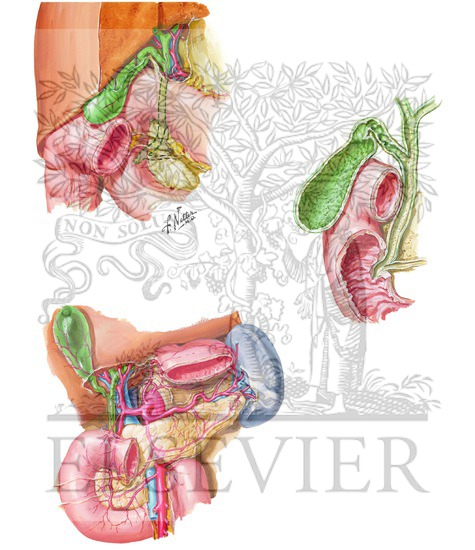 Gallbladder and Extrahepatic Bile Ducts and Arterial Supply