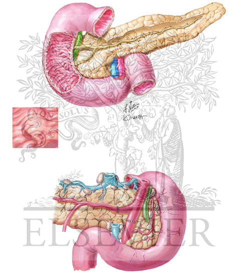 Watermarked preview of unlabeled image: Arterial Reconstruction for Pancreas Allograft
