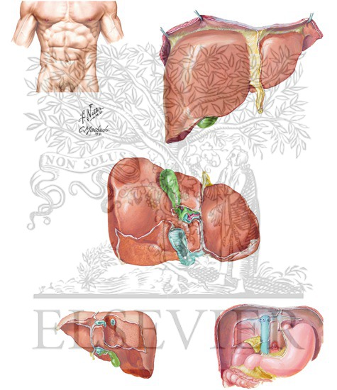 Liver Anatomy