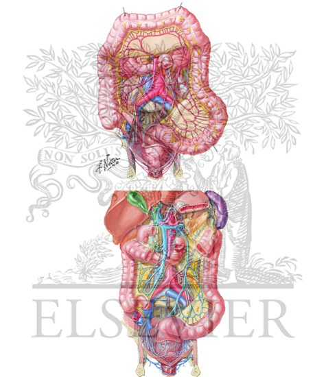 Watermarked preview of unlabeled image: Vascular Supply to Colon