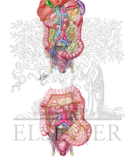 Arteries and Veins of Colon and Rectum