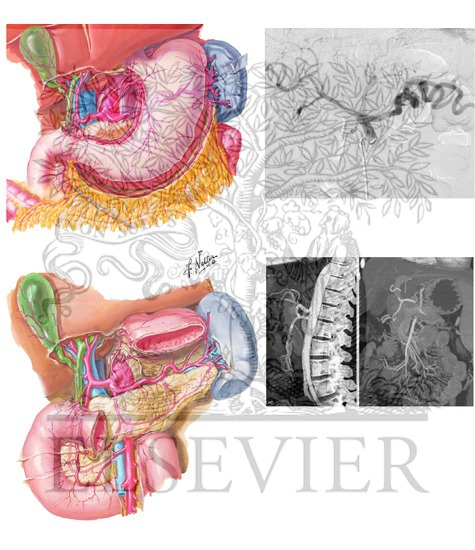 Celia Axis an Superior Mesenteric Artery (SMA)