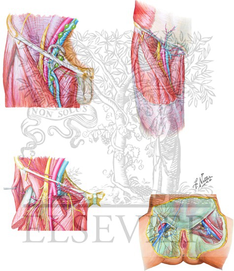 Anatomy of Inguinal Region and Femoral Triangle