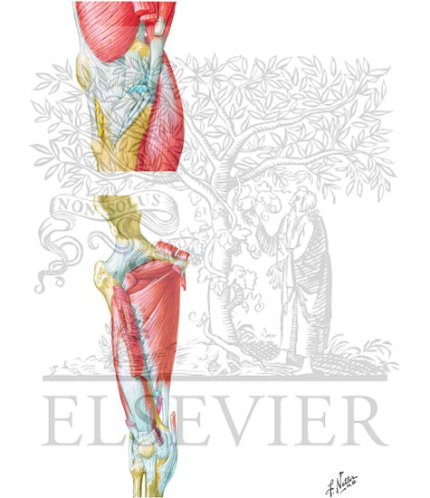 Watermarked preview of unlabeled image: Muscles of Knee and Thigh (Deep Dissection): Medial and Anterior Views