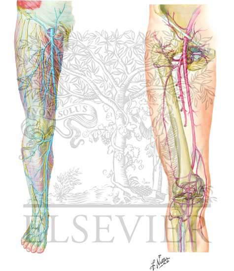 Arteries and Veins of Leg