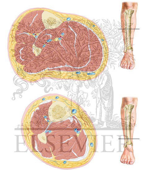Watermarked preview of unlabeled image: Cross-Sectional Leg Anatomy, Middle and Lower Tibia