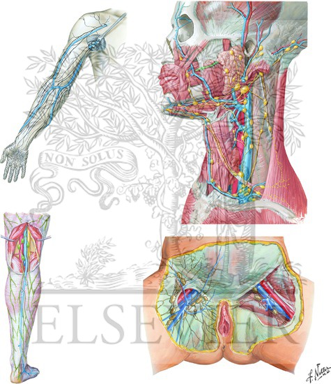 Axillary, Cervical, Popliteal, and Inguinal Lymph Nodes