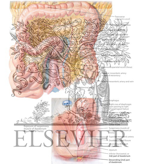 Duodenal Fossae and Ligament of Treitz
