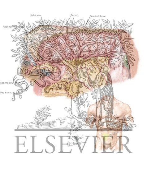 Right Lower Quadrant Anatomy: Laparoscopic View